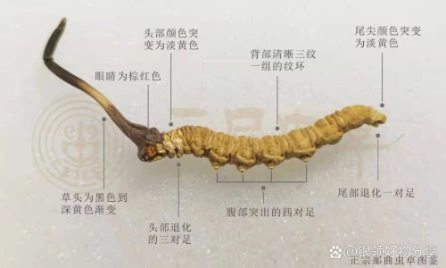胃肠灵胶囊的神奇-广州药店胃肠灵胶囊-专业胃肠灵胶囊有副作用吗平台-肠胃灵胶囊多少钱一合